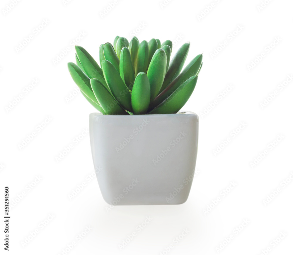 Green succulent cactus in pot isolated on white background, decoration concept Green succulent cactus in pot isolated on white background, decoration concept