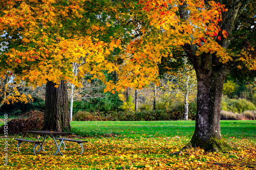 oregon sugar maple tree autumn in the park 
