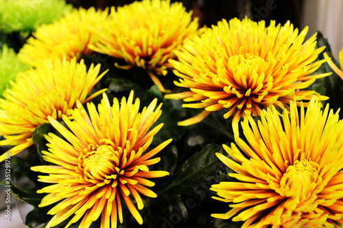 Beautiful flowers. Chrysanthemums. Background. bright colours