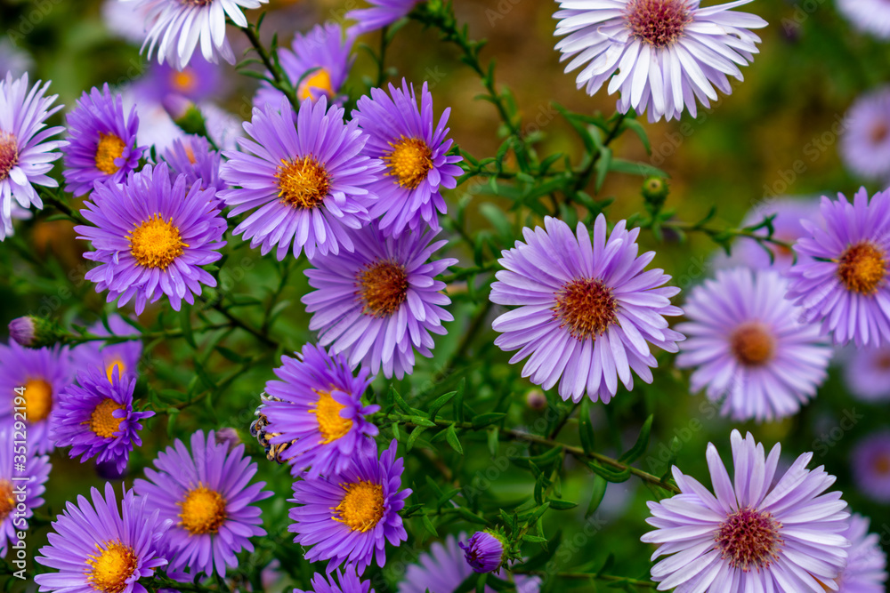 purple and white aster on green backround purple and white aster on green backround