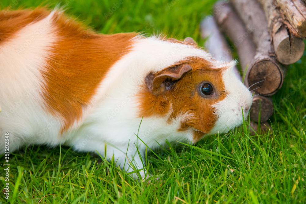 Meerschweinchen unter freiem Himmel frißt Giersch Meerschweinchen unter freiem Himmel frißt Giersch