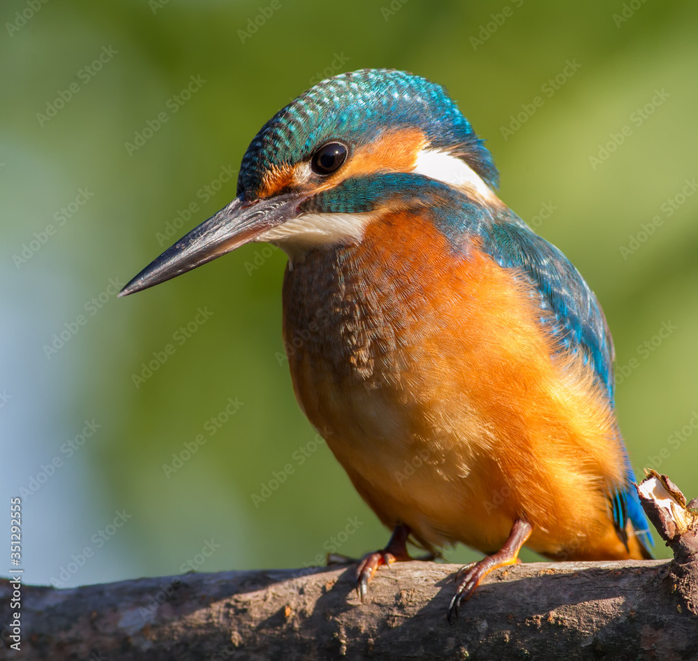 Fototapeta premium Common Kingfisher, Alcedo atthis. Close-up portrait of a bird in the morning sunlight. A bird sits on a branch near the river