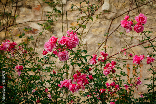 Bush of pink roses against a stone wall