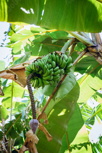 banana on the tree in tropical forest