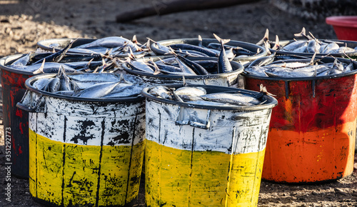 The result of overnight fishing on the quay of Tarrafel port in the morning  Island Santiago  Cape Verde