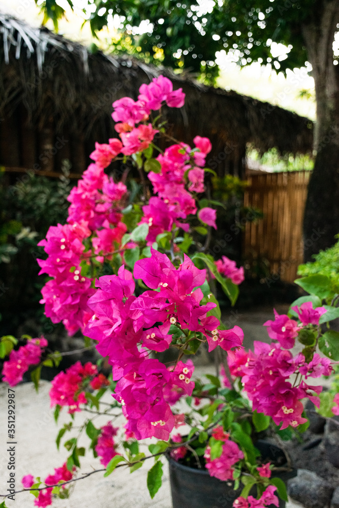 Bougainvillier flower 