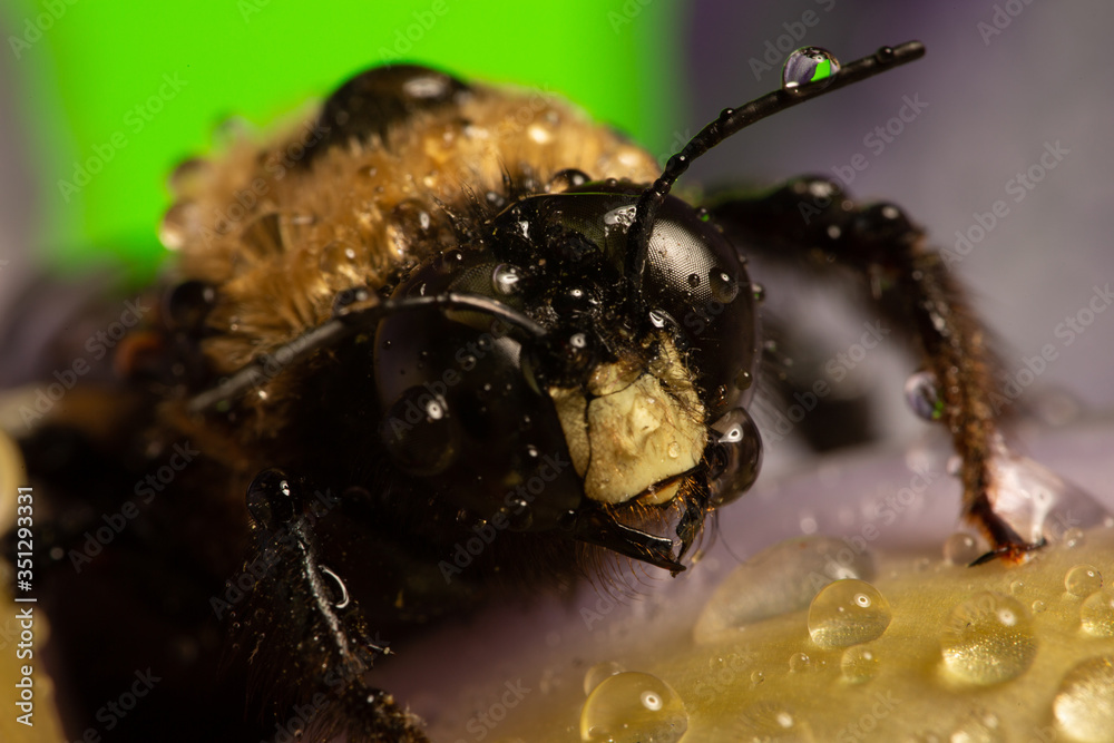 Fototapeta premium macro of a wasp