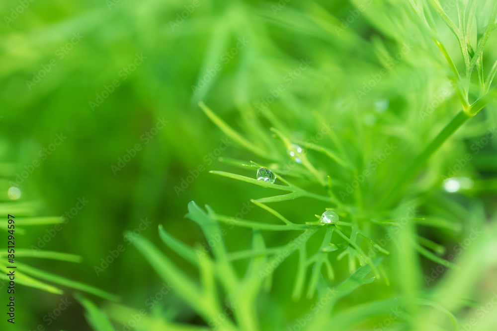Young dill grows in a greenhouse. The concept of fresh herbs, flavoring, healthy food, veganism. Detailed macro photo. Young dill grows in a greenhouse. The concept of fresh herbs, flavoring, healthy food, veganism. Detailed macro photo.