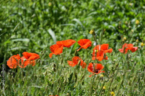 rod poppies in a field in summer