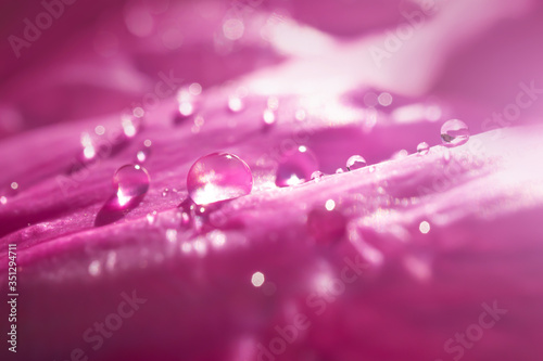 Drops of water on the pink petals of a peony. Bright beautiful detailed macro photo. Abstract floral summer background.