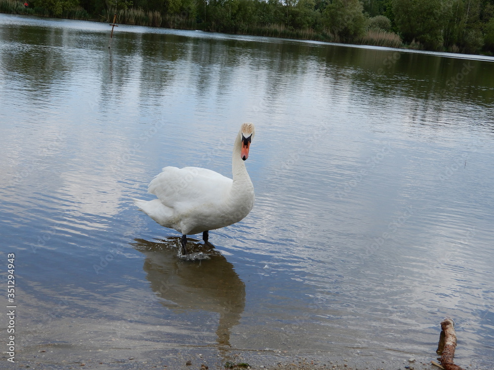 Obraz premium white swan on the lake