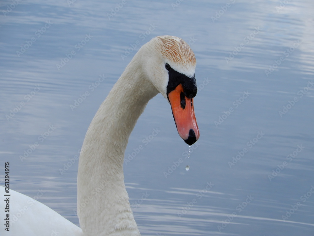 swan on the water with drop falling of its beak