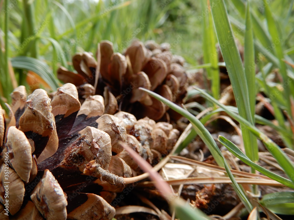 close up of pine cones close up of pine cones