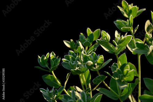 Flower bush with white flowers in rays of sunlight, isolated