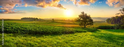 Panel kuchenny z motywem Tranquil panoramic rural landscape scenery in an early summer morning after sunrise, with a tree on green meadows and colorful clouds in the gold and blue sky