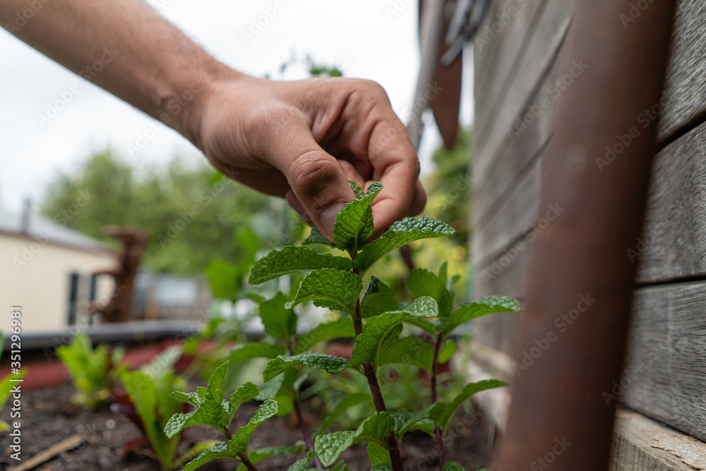 picking mint herbs from garden bed picking mint herbs from garden bed