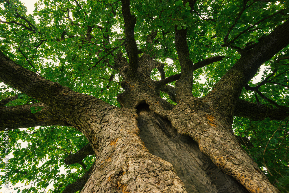 Turkish Hazel - CORYLUS COLURNA tree 300 years old in Hungary, Romhány 