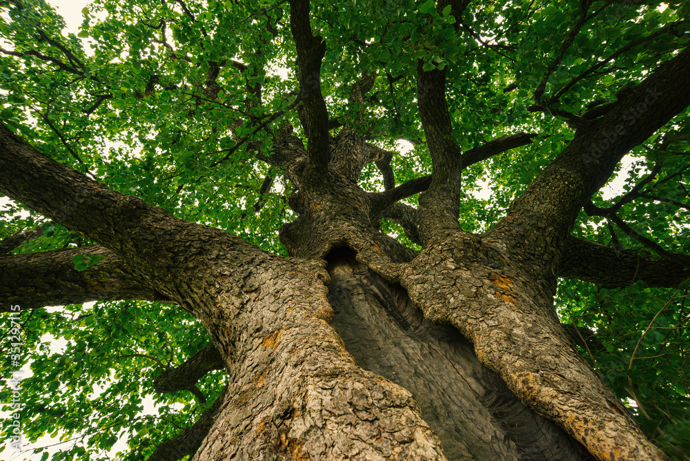 Turkish Hazel - CORYLUS COLURNA tree 300 years old in Hungary, Romhány Turkish Hazel - CORYLUS COLURNA tree 300 years old in Hungary, Romhány