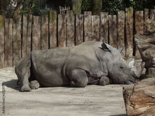 Ein m  chtiges Breitmaulnashorn im Zoo in Dortmund in Deutschland.