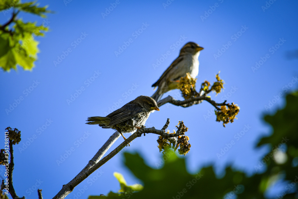 Obraz premium young sparrows in the wild clothed by their mother (Passer domesticus)