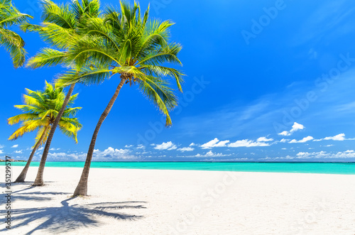 Coconut Palm trees on white sandy beach in Caribbean sea.