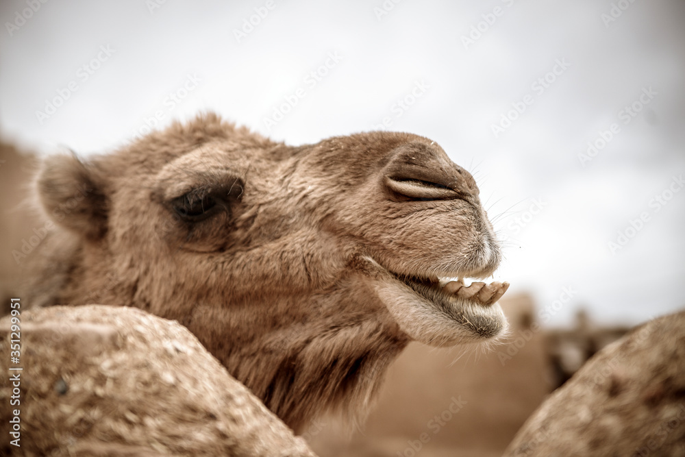 Camel
