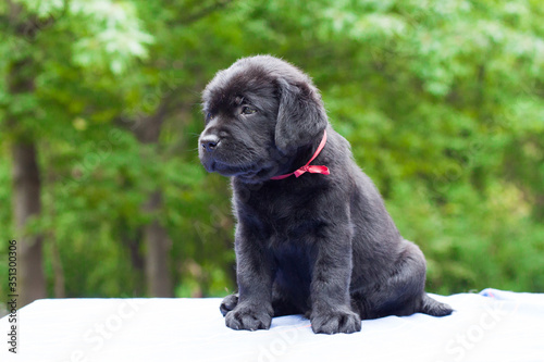 labrador retriever little puppy photo