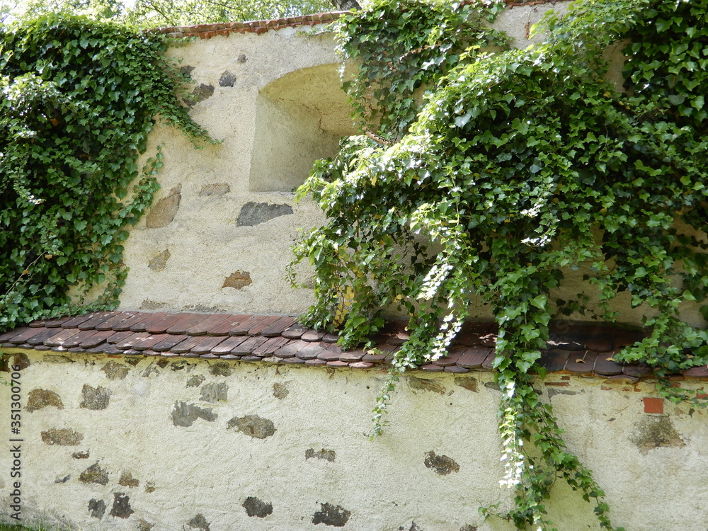 old stone wall with green ivy