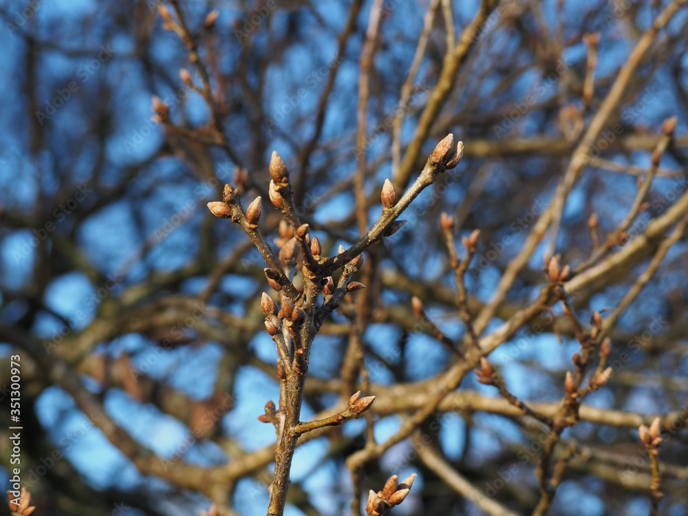 branch and blue sky