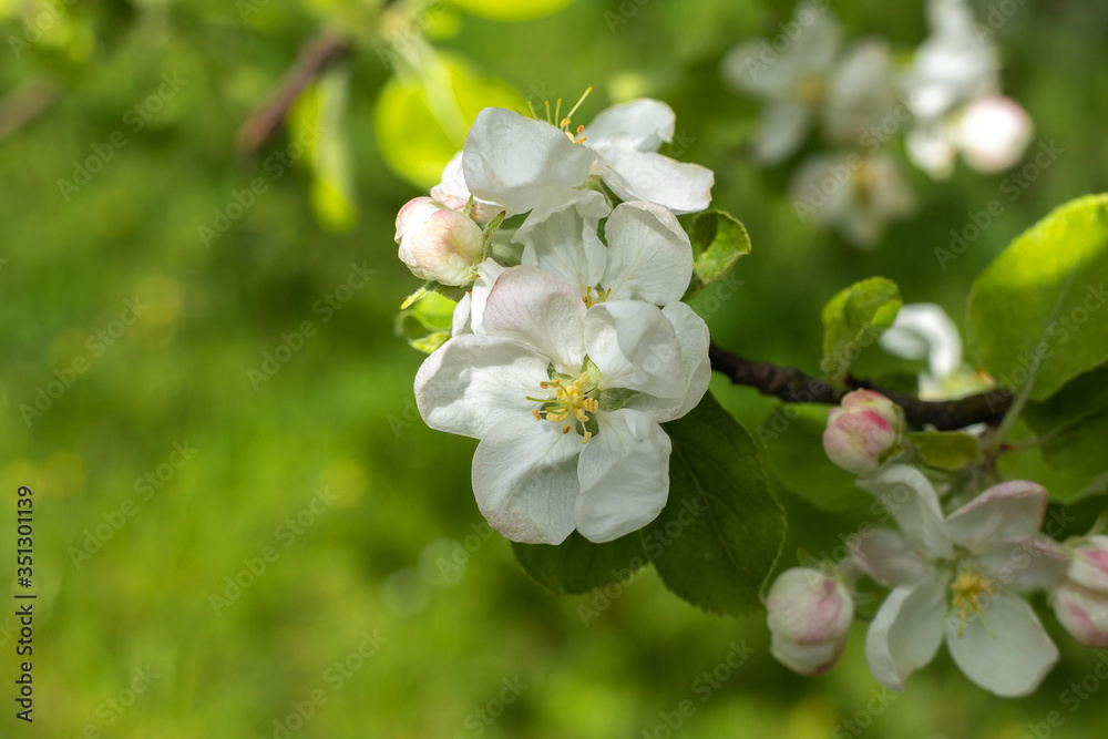 Obraz premium blooming apple tree in the spring garden