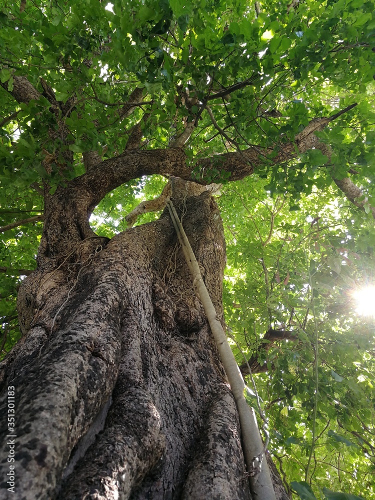 Fototapeta premium tree in the jungle and sun rays 