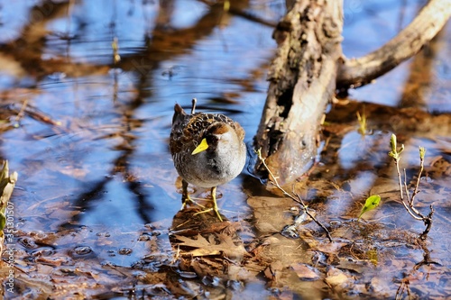 The sora is a small waterbird, sometimes also referred to sora crake. 

