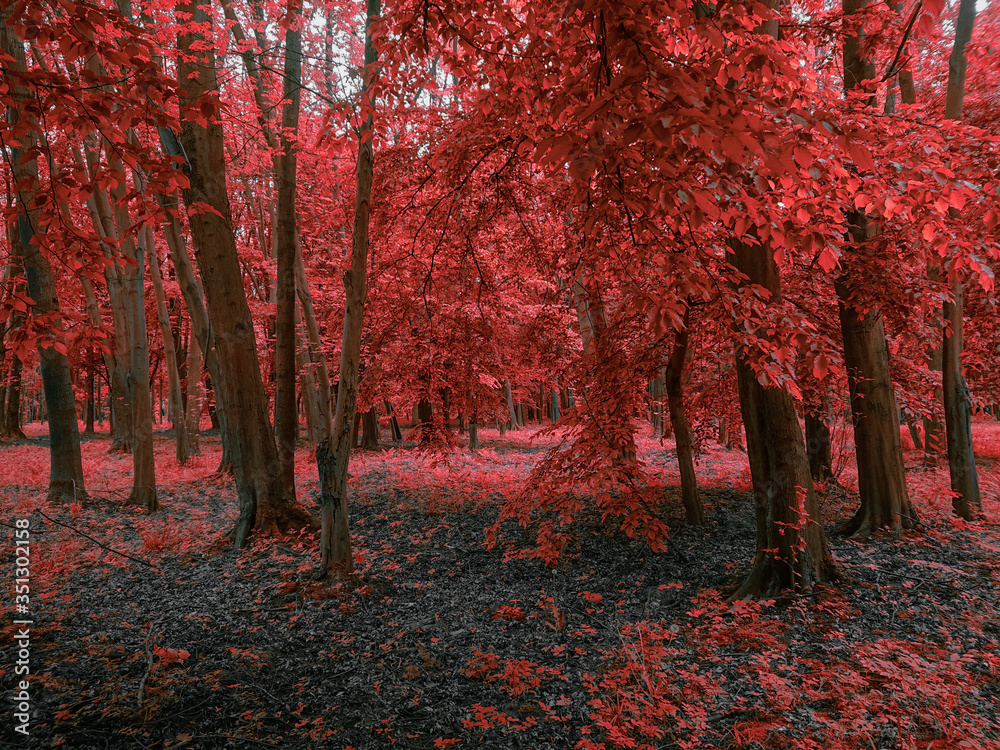 Magical red forest in the morning 
