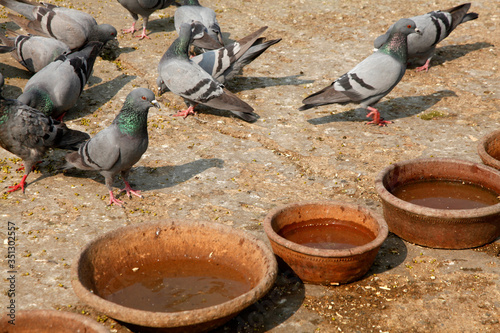 Pegions in the city street, pegions or doves inhabited the city street, pegions is the symbol of peace photo