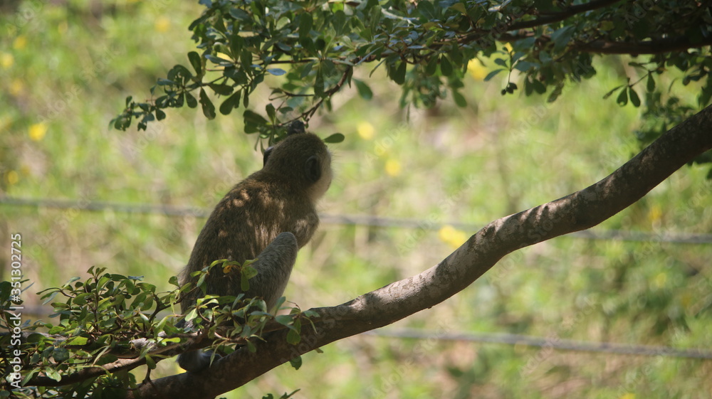 Baby monkey resting on a branch 