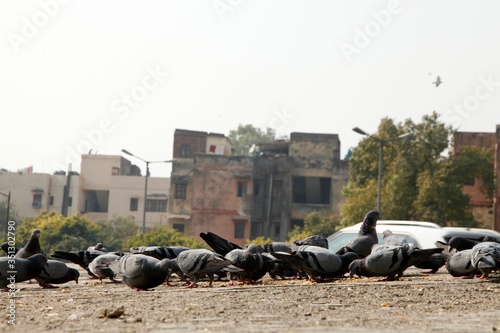 Pegions in the city street, pegions or doves inhabited the city street, pegions is the symbol of peace, (Copyright © Saji Maramon) photo