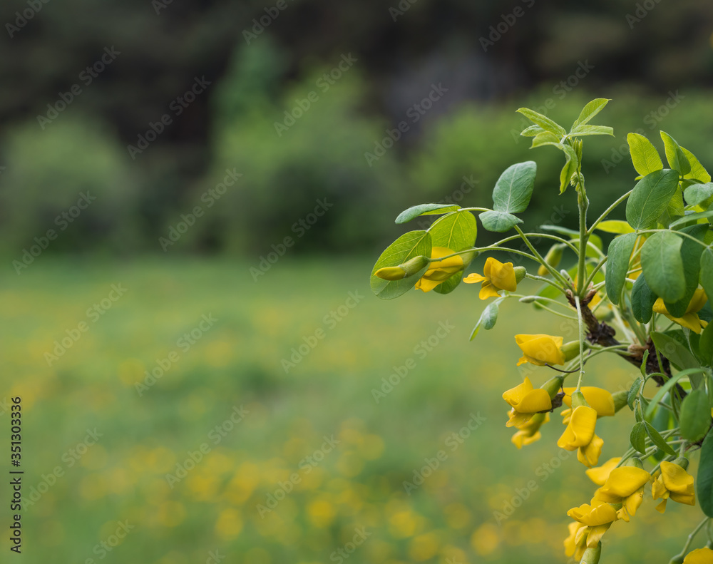 Yellow acacia flowers in spring forest on a background of green grass