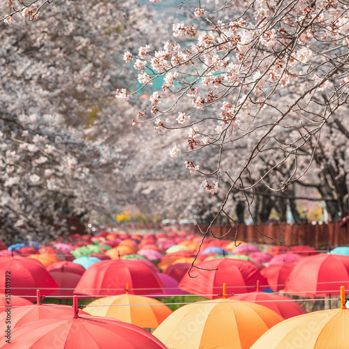 Beautiful vibrant decoration with umbrellas inside Yeojwacheon Stream during cherry blossom festival in Jinhae, Changwon photo