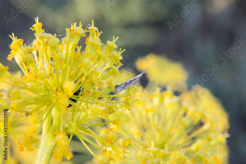 robak kwiat łąka natura wiosna promienie słońce 