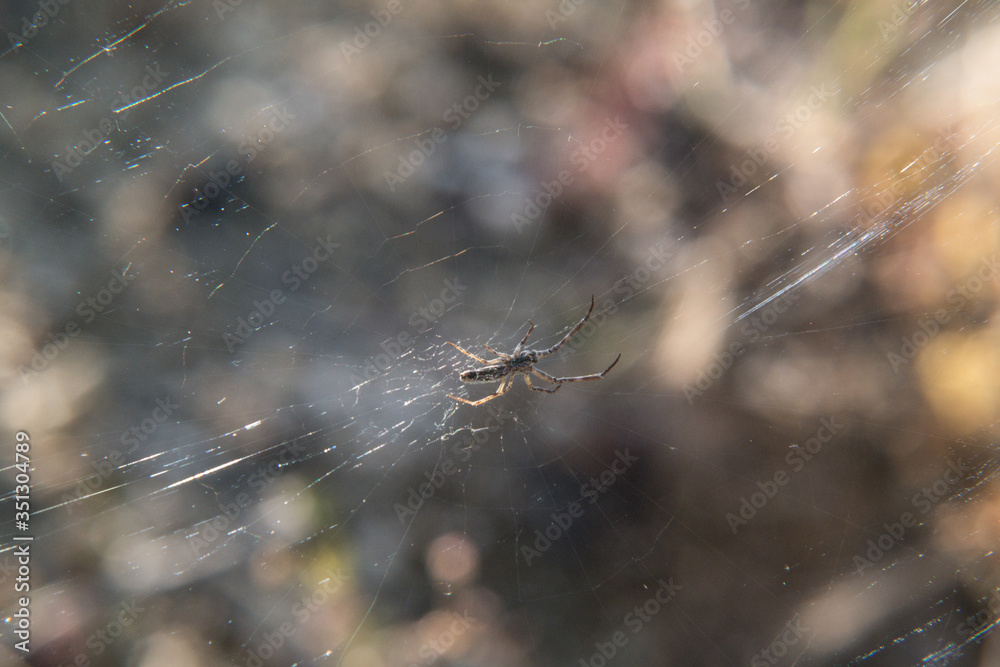 pająk sieć natura wiosna promienie insekt - obrazy, fototapety, plakaty 