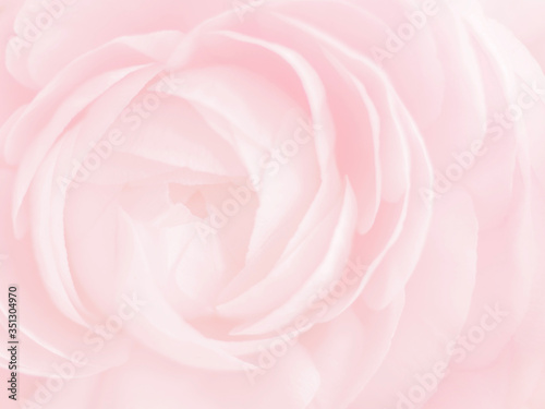 Pink flower blurred background. Close-up rose soft pastel color. Beauty tenderness concept