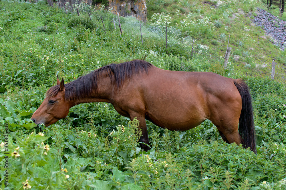 A purebred strong brown horse chews green grass. Horse in the middle of a pasture, close view