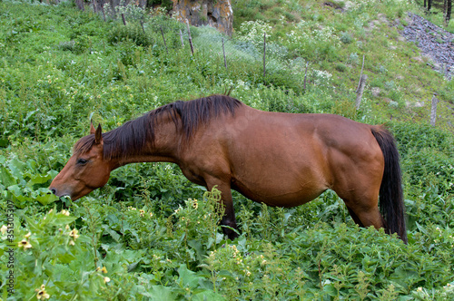 A purebred strong brown horse chews green grass. Horse in the middle of a pasture  close view
