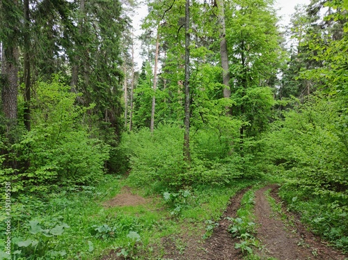 road fork in the forest among green trees