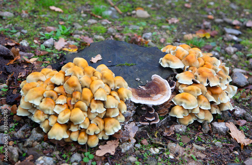 Sulphur Tuft mushrooms (Hypholoma fasciculare) on dead stump