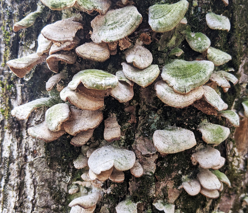 Fungus 