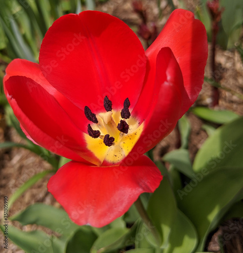 Red Tulip 2