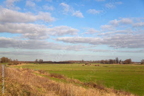 Grassland in Dutch Biesbosch National Park