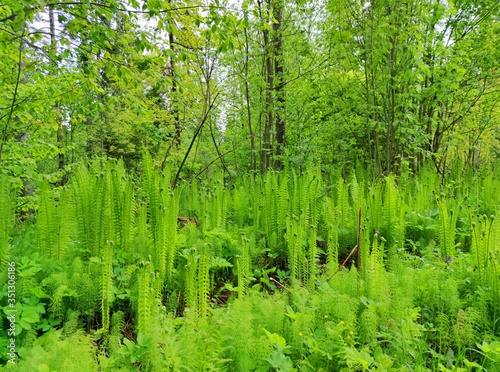 bright green young ferns in a clearing in the forest on a background of trees