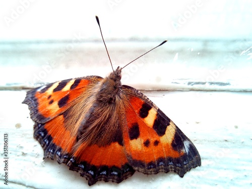 beautiful motley red butterfly with patterns on wings sits by the window in macro photography